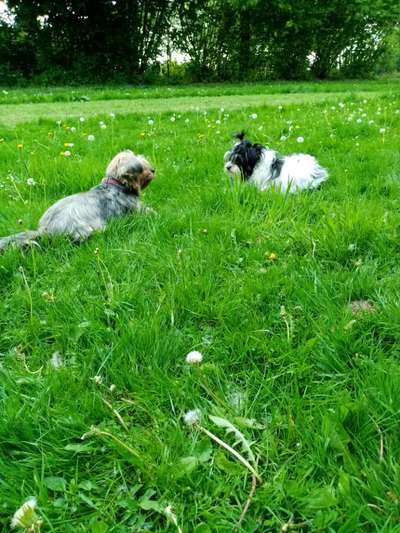 Hundetreffen-Mantrailing  zum Spaß-Bild