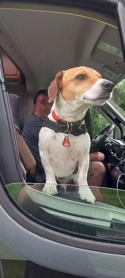 Die Dogorama Wochen Challenge-Beitrag-Bild