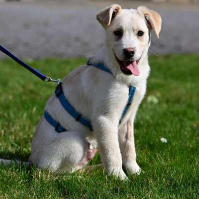 Mein Hund (6 Monate aus Rumänien, seit 6 Wochen bei uns) meidet mich. Was kann ich tun?-Beitrag-Bild