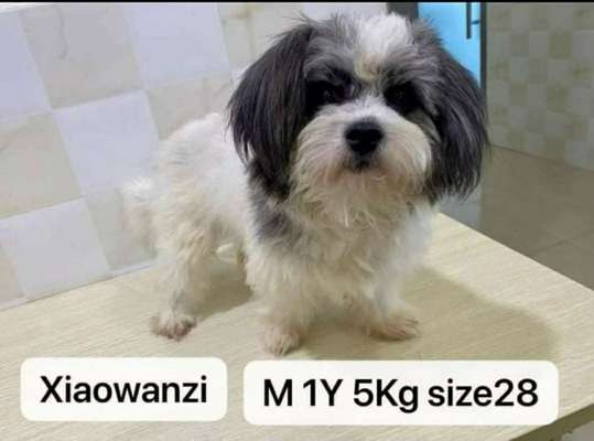 Das erste Bild eures Hundes-Beitrag-Bild