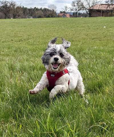 Mischlingshunde Foto Aufruf-Beitrag-Bild