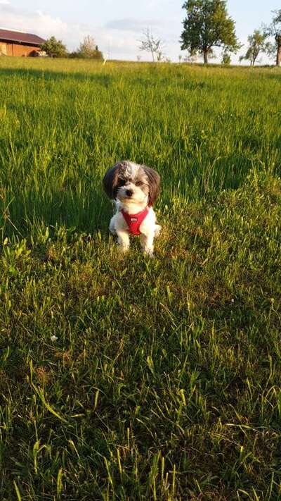 Zeigt her eure Pudel und Pudelmischlinge (:-Beitrag-Bild