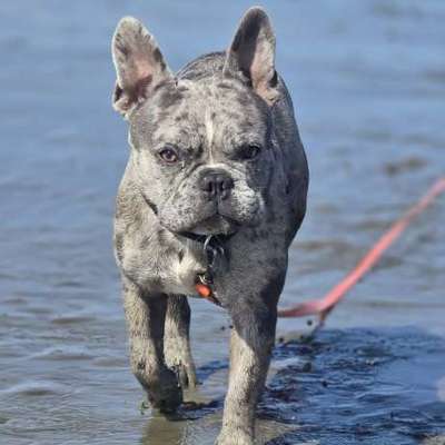 Hundetreffen-Spiel und Gassikumpel*in gesucht-Bild