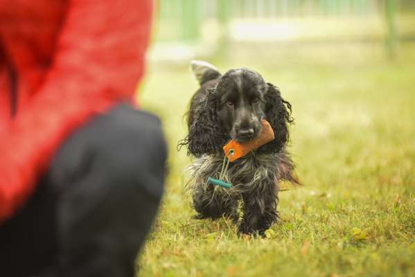 Hundetreffen-Social walk, Apportieren, Training, Spazieren-Bild