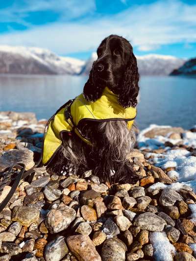 Mit dem Auto nach Schweden/Norwegen - Suche nach hundefreundlichen Hoteltipps, Ausflugstipps...-Beitrag-Bild