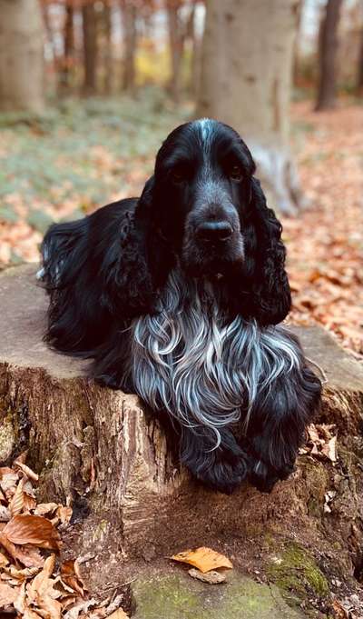 Cocker Spaniel-Beitrag-Bild