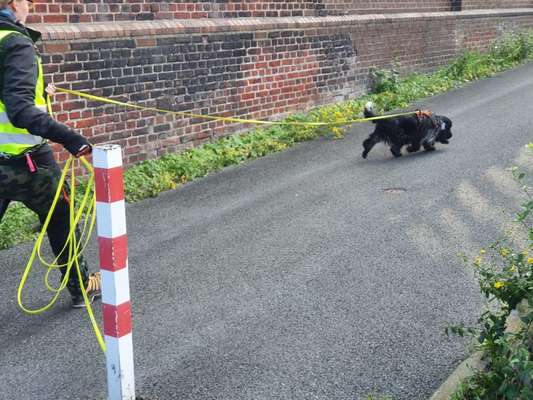 Mantrailing-Beitrag-Bild