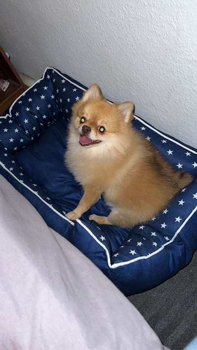 Hundetreffen-Suche weitere Pom  moms oder Dads-Bild