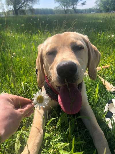 Die Dogorama Kalender Challenge Teil 3/4-Beitrag-Bild