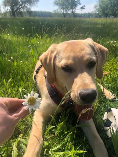 Die Dogorama Kalender Challenge Teil 3/4-Beitrag-Bild