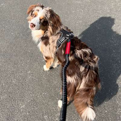 Hundetreffen-Suchen Hundefreunde zum spielen ohne Leine.-Bild