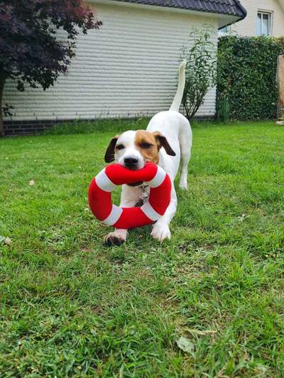 Wo sind die Jack und Parson Russell Terrier?-Beitrag-Bild