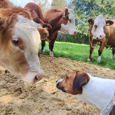 Hundetreffen-Suche familiäre Hundebetreuung-Bild