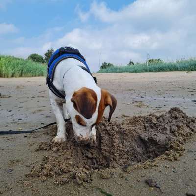 Hundetreffen-Trainingstreffen-Bild