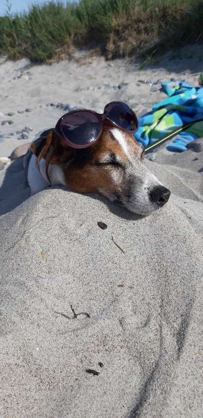 Die Dogorama Wochen Challenge: “Dein Hund im Urlaub”-Beitrag-Bild