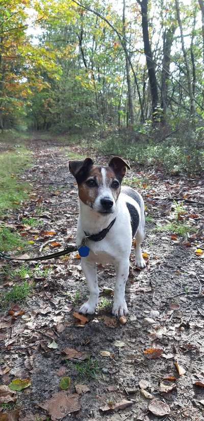 Wo sind die Jack und Parson Russell Terrier?-Beitrag-Bild