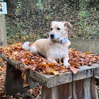 Hundetreffen-Mantrailing-Bild