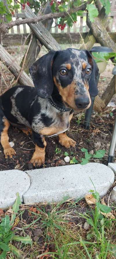 Hundetreffen-Welpen Spielen-Bild