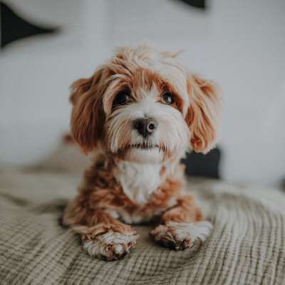 Hundetreffen-Kleinhundetreff in Bad König und Umgebung