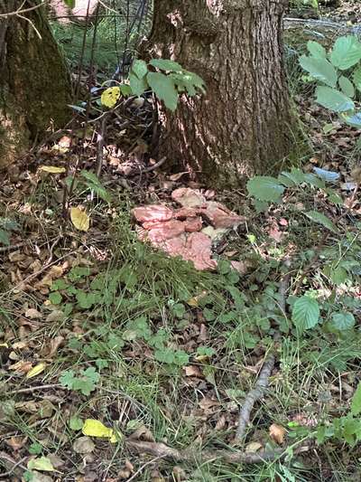 Giftköder-Eventuell Giftköder-Bild