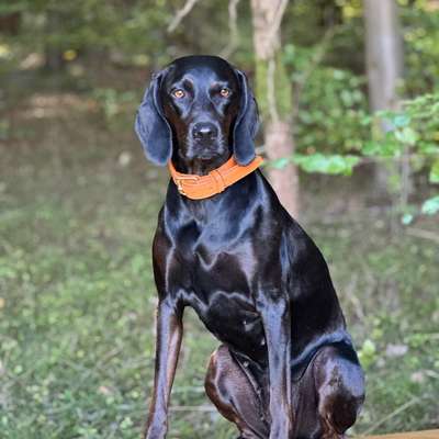 Barf-Beratung?-Beitrag-Bild