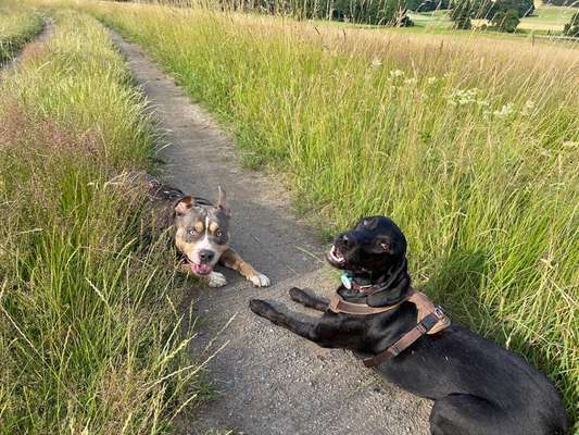 Handy Foto Challange Nr. 46  Happy Dog-Beitrag-Bild