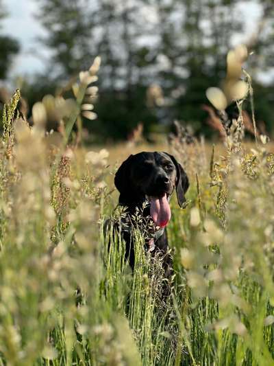 Hunde Porträt (Portrait) Galerie....-Beitrag-Bild