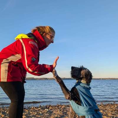 Hundetreffen-Social- und Trainingstreffen-Bild