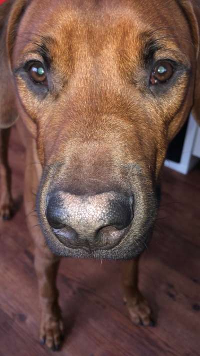 Rhodesian Ridgeback-Beitrag-Bild