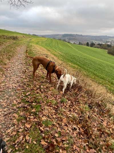Rhodesian Ridgeback-Beitrag-Bild