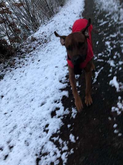 Rhodesian Ridgeback-Beitrag-Bild