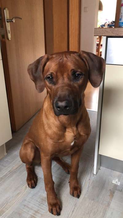 Rhodesian Ridgeback-Beitrag-Bild