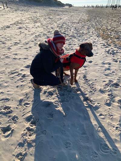 Rhodesian Ridgeback-Beitrag-Bild