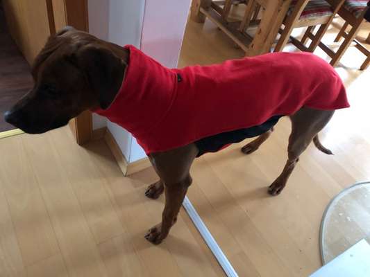 Rhodesian Ridgeback-Beitrag-Bild