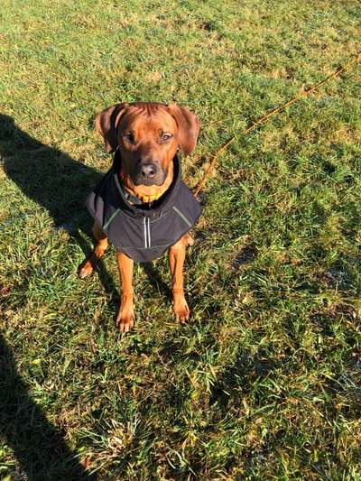 Rhodesian Ridgeback-Beitrag-Bild