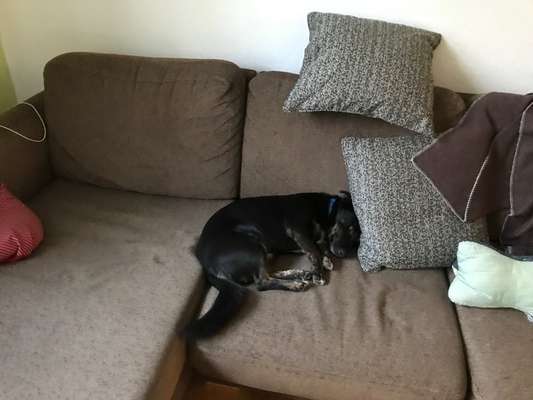 Auslandstierschutz-Beitrag-Bild