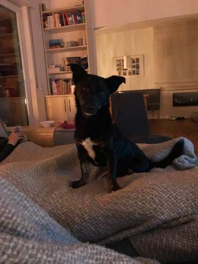 Auslandstierschutz-Beitrag-Bild