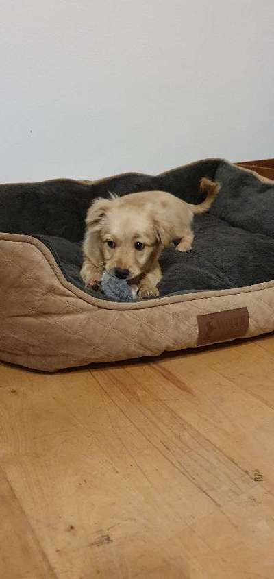 Welche Rassen könnten das sein ?!-Beitrag-Bild