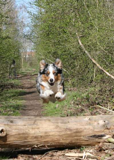 Dogorama Photo Challenge - Hunde in Action-Beitrag-Bild