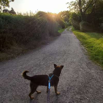 Hundetreffen-Gemeinsame Gassirunde Niddapark Frankfurt-Bild