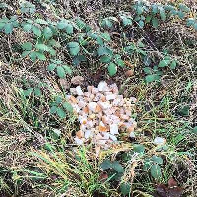 Giftköder-Achtung: Vermutlich Giftköder-Bild