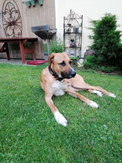 TierschutzhundeStammtisch🐕-Beitrag-Bild