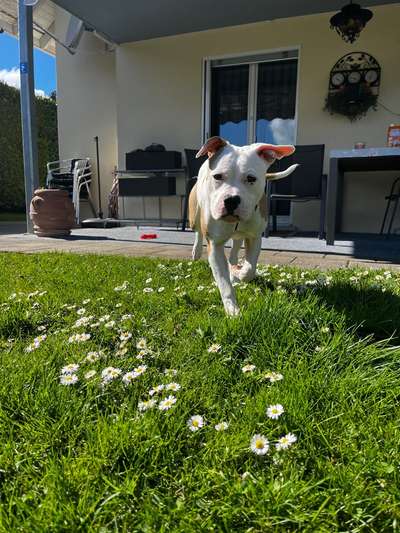 Hundetreffen-Gezielte Hundebegegnunge-Bild