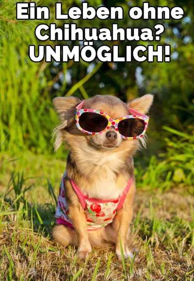 Wo sind die Chihuahua Besitzer ?-Beitrag-Bild
