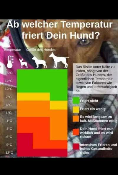 Wo sind die Chihuahua Besitzer ?-Beitrag-Bild