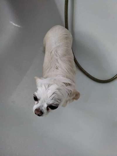 Das ekligste, das mein Hund gemacht hat...-Beitrag-Bild