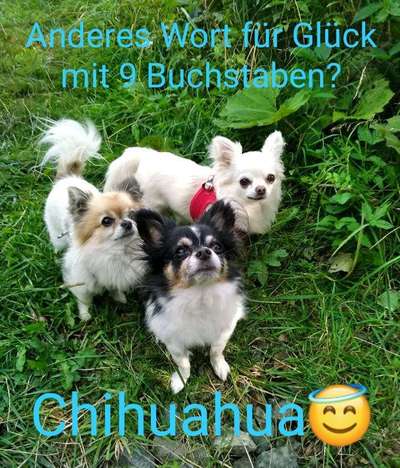 Wo sind die Chihuahua Besitzer ?-Beitrag-Bild