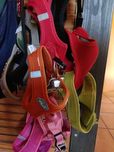 Wo sind die Chihuahua Besitzer ?-Beitrag-Bild