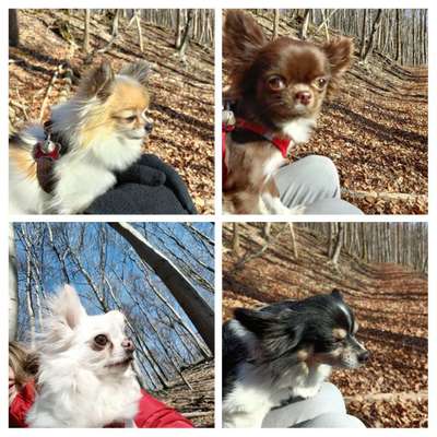 Wo sind die Chihuahua Besitzer ?-Beitrag-Bild