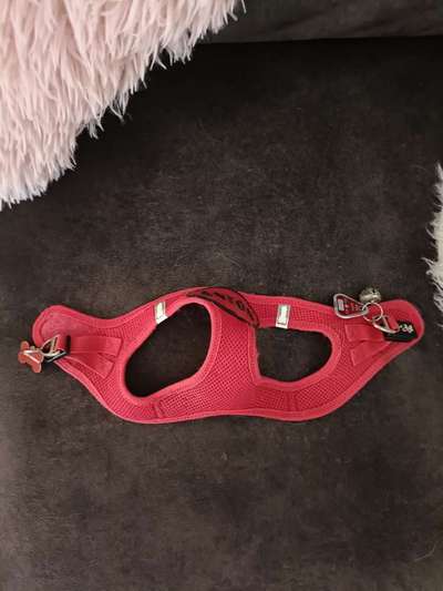 Wo sind die Chihuahua Besitzer ?-Beitrag-Bild